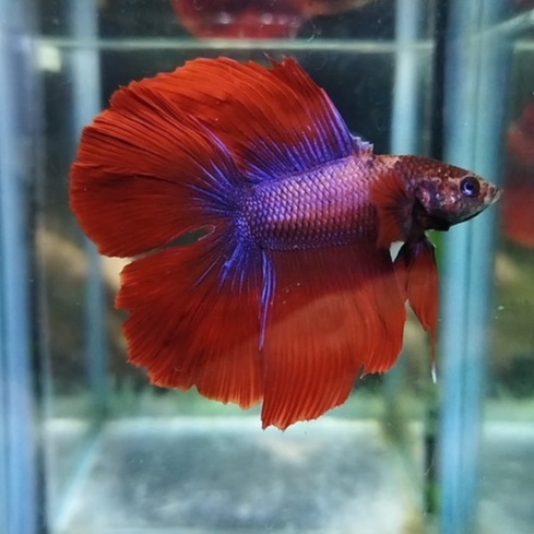 IKAN CUPANG HALFMOON DOUBLETAIL/DTHM/HMDT MASCOT SERIES 100% REALPICT (KODE AL2)