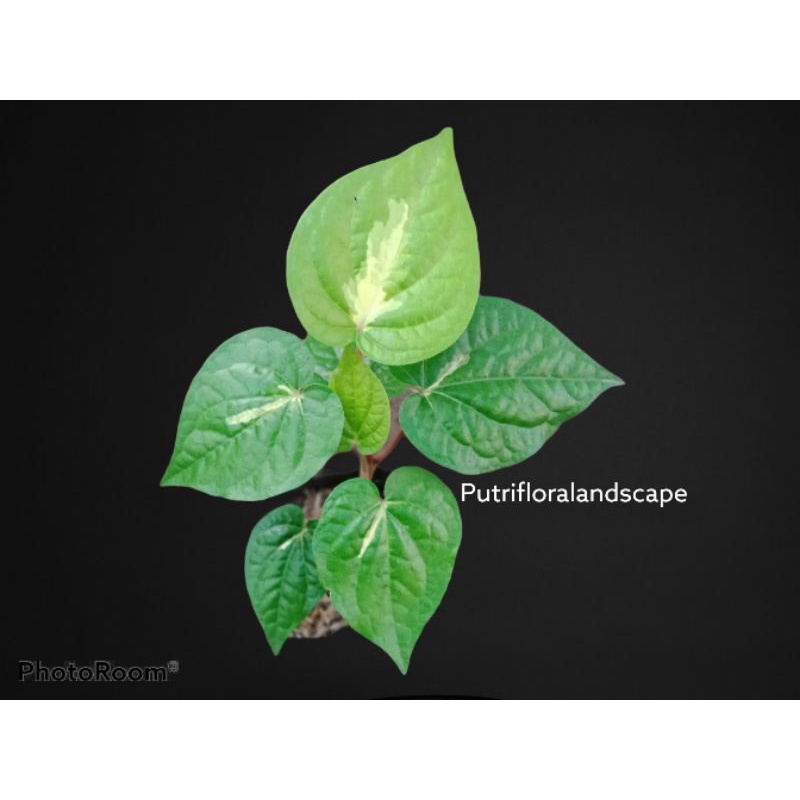 Tanaman hias sirih varigata-sirih varigata-sirih herbal