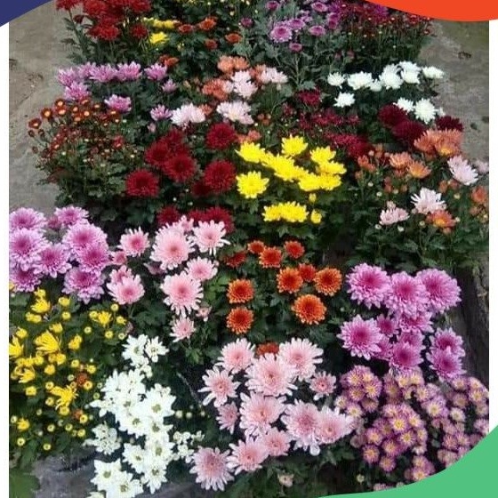 Bunga Krisan Hidup Krisan Tanaman Hias Sudah Berbunga