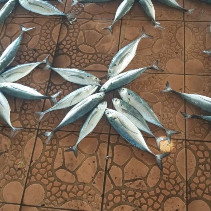 

Ikan tengkek