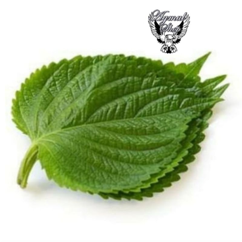 

Daun wijen (perilla leaf )100 gram