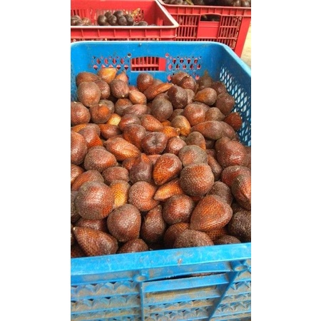 

Salak pondoh super 1 kg manis termurah langsung dari pohonnya
