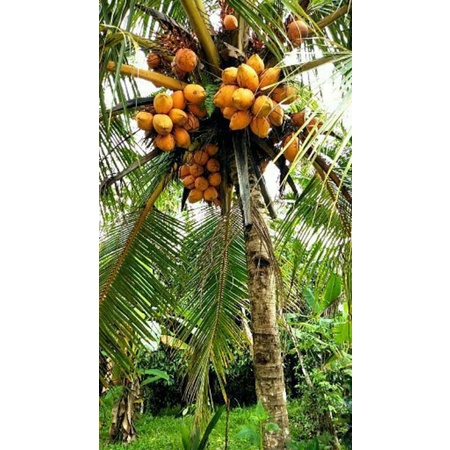 Bibit kelapa orange Hibrida bibit kelapa orange siap tanam / bahan bonsai kelapa orange