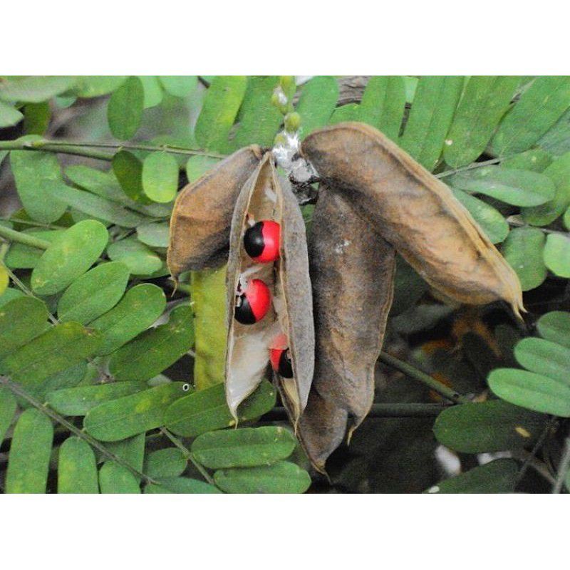 BIJI SAGA / SOGOK TUNTENG / SOGO TELIK / Tanaman obat berkhasiat bisa untuk kerajianan