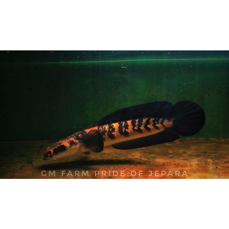 MARU YS JUMBO size 29-30cm