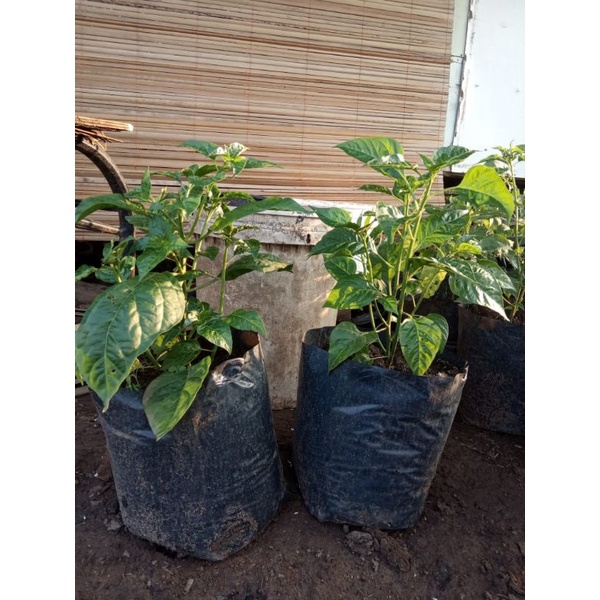 bibit cabe rawit siap tanam