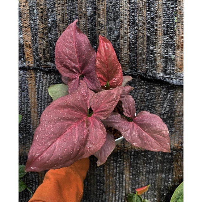 tanaman hias syngonium pink-tanaman hidup-bunga hidup murah -tanaman hias hidup-tanaman hidup(bunga 