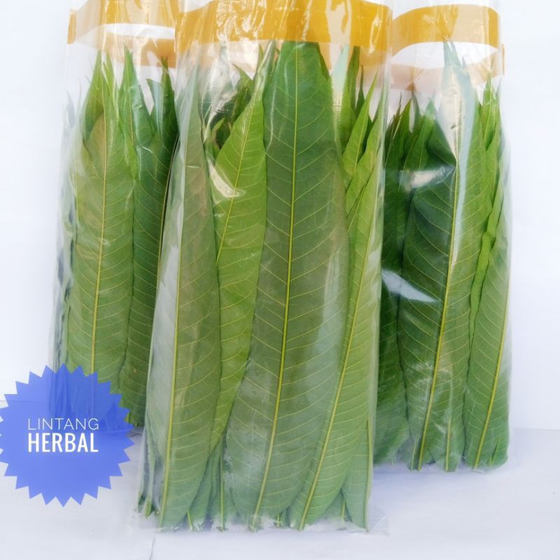 

Daun Sungkai Segar 250gram
