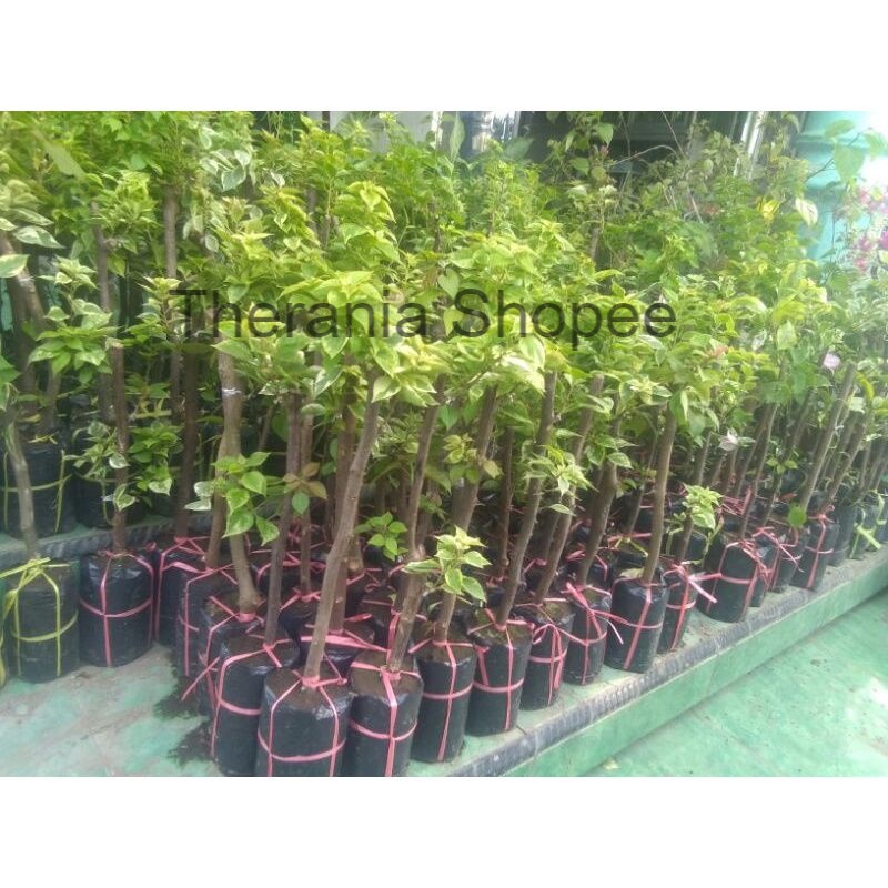 bibit Bougenville-bugenvil 3 warna