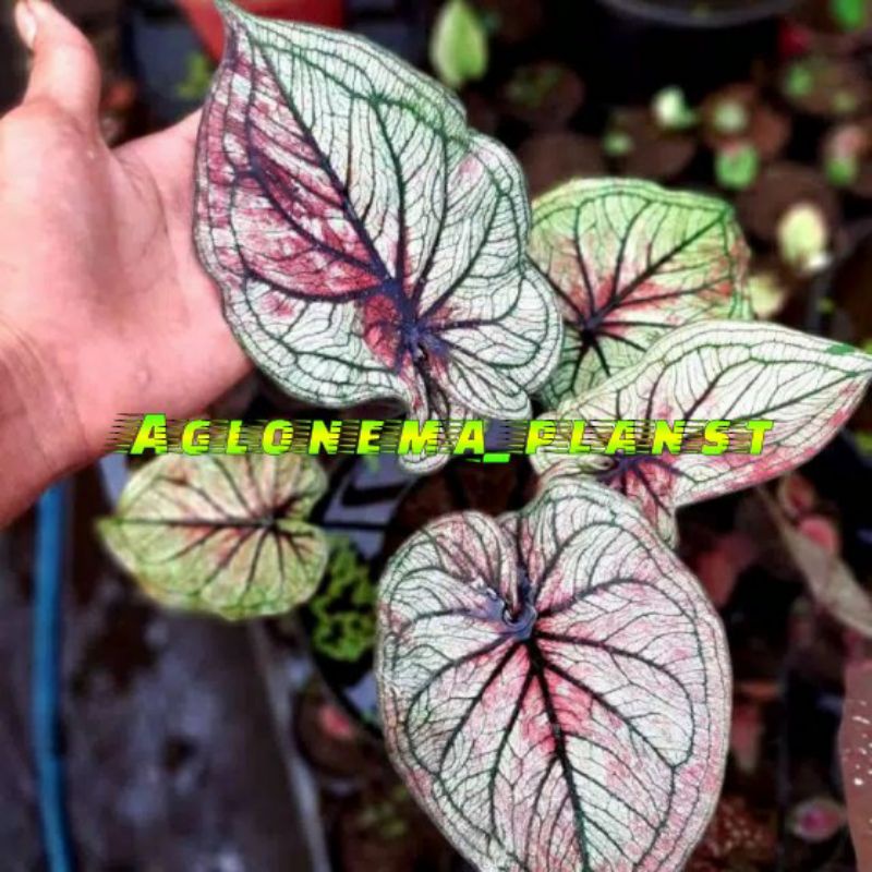 New Bonggol/Umbi Caladium Arini white Hybrid
