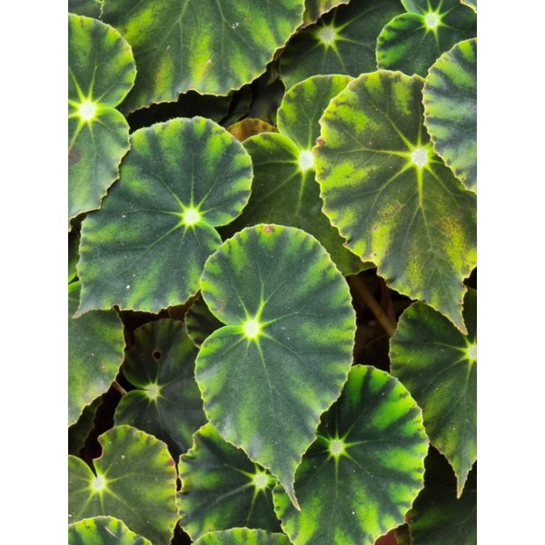 begonia tiger