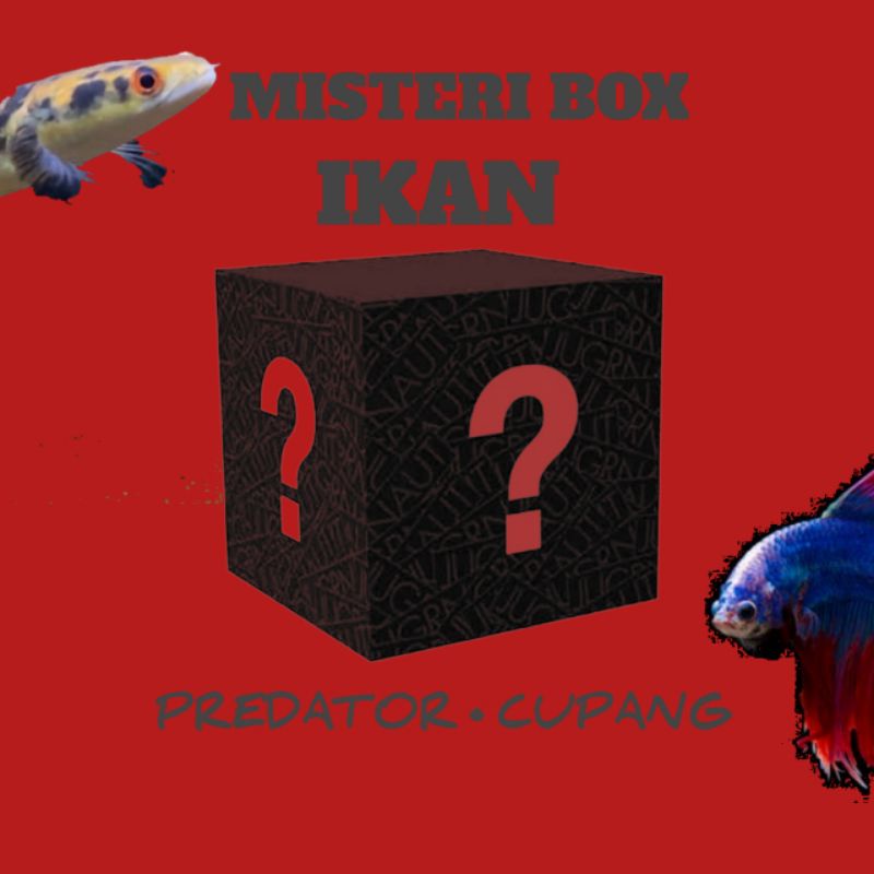 MISTERI BOX IKAN PREDATOR • CUPANG