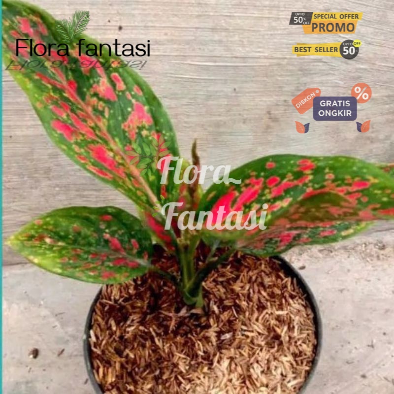 AGLONEMA VENUS-TANAMAN HIAS AGLONEMA MURAH (Tanaman hias hidup indoor murah besar dan rimbun--bunga 