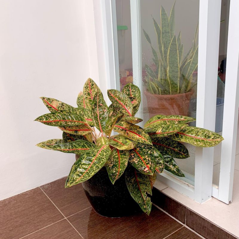 Tanaman Hias Aglonema Dona Carmen - Aglonema DonaKarmen Tanaman Hidup-,Bunga Hidup Murah Bunga Hiasa