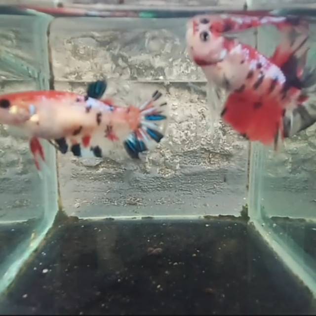 

Paket 1pair size s++ siap bread