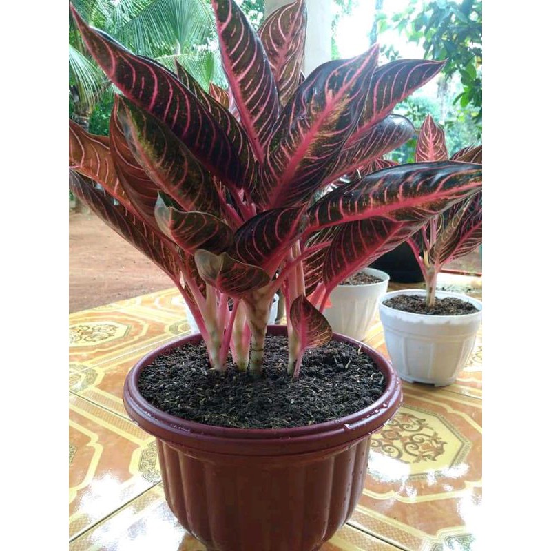 Aglaonema Red sumatra 3 Daun