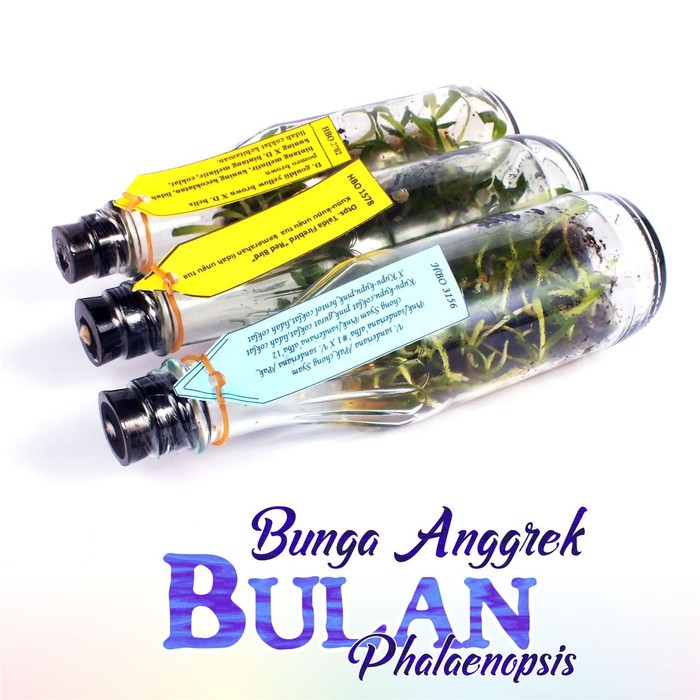 Bibit Bunga Anggrek BULAN PHALAENOPSIS Anggrek Botol