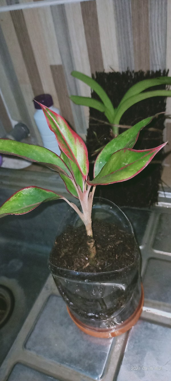 Tanaman Aglonema Lipstik |tanaman Hias Aglonema