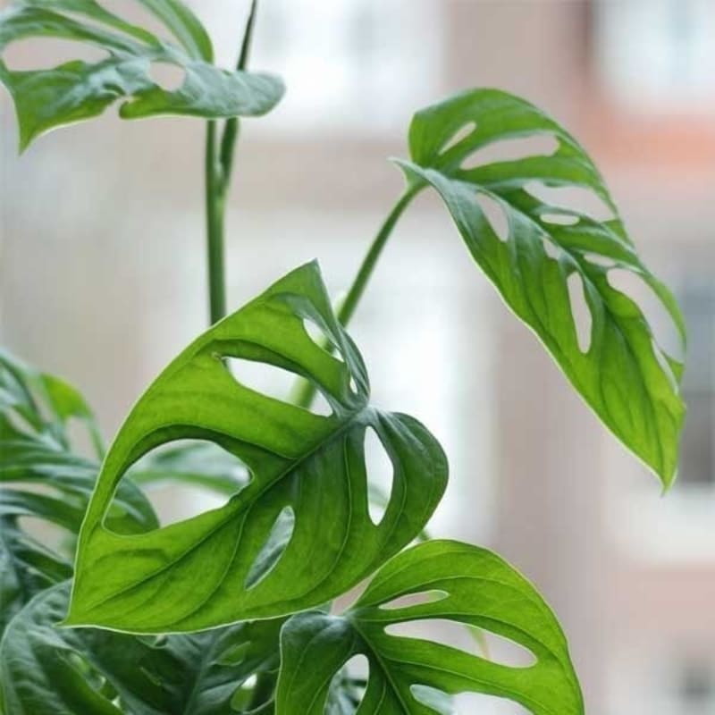 Philodendron Monstera Adansonii 'Janda Bolong' / Tanaman Hias Hidup