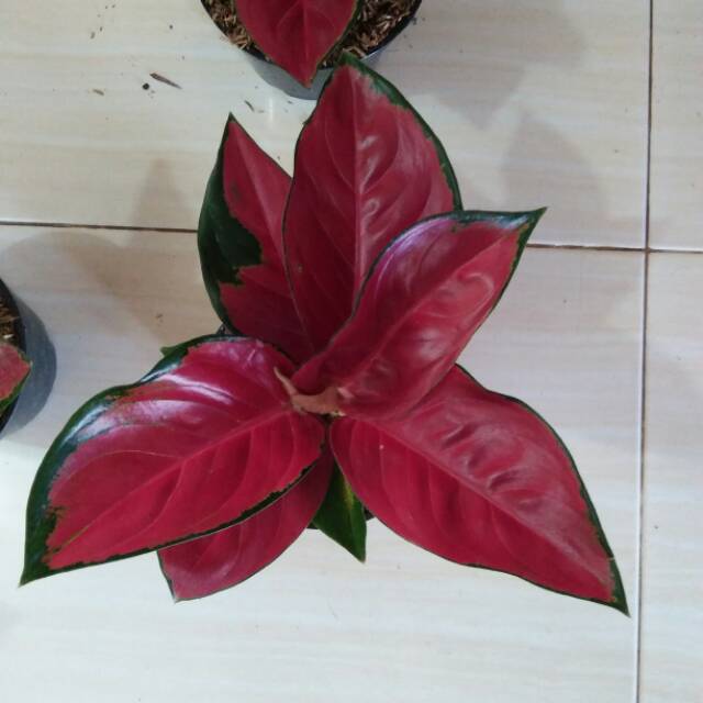 Bunga aglonema suksom super special