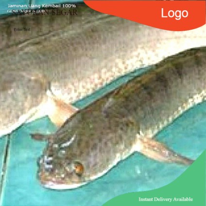 

ikan gabus segar 1000 gram