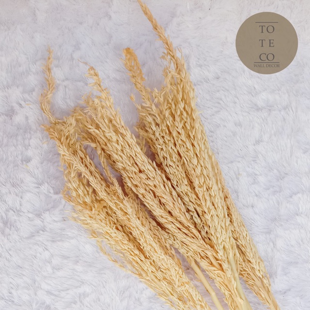 Bunga jagung kering dekorasi bunga kering