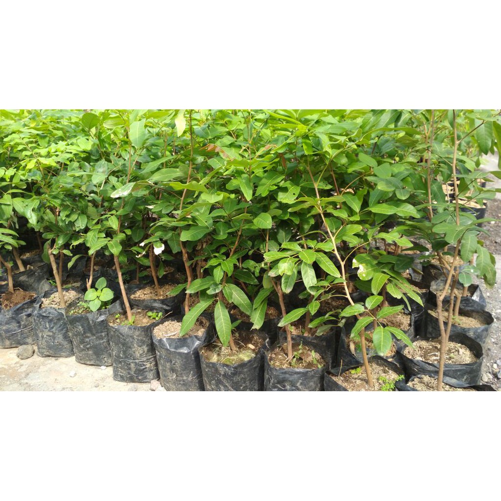 Bibit Kelengkeng Stek