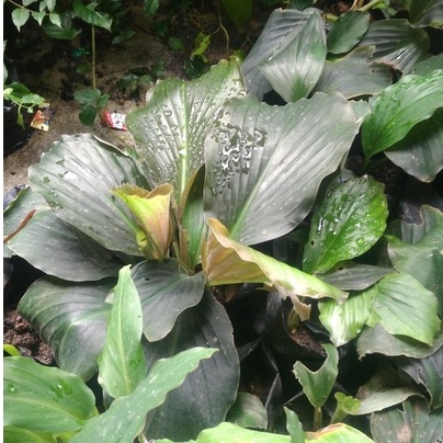 Bibit Kencur HITAM Kencur itam Asli Herbal