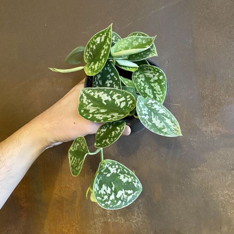 Tanaman hias bunga scindapsus pictus argyareus