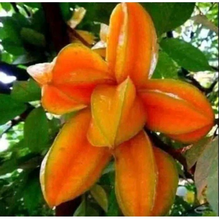 BIBIT TANAMAN BUAH BLIMBING MADU BENIH POHON DI DALAM POT TABULAMPOT