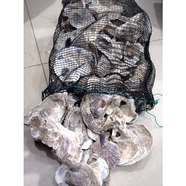 MEDIA FILTER KERANG OYSTER 2KG