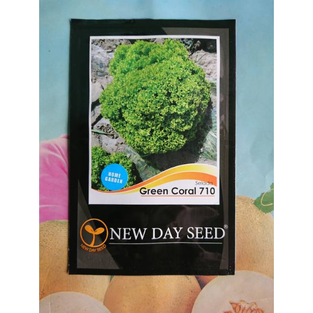 Benih Bibit Lettuce Selada Keriting GREEN CORAL