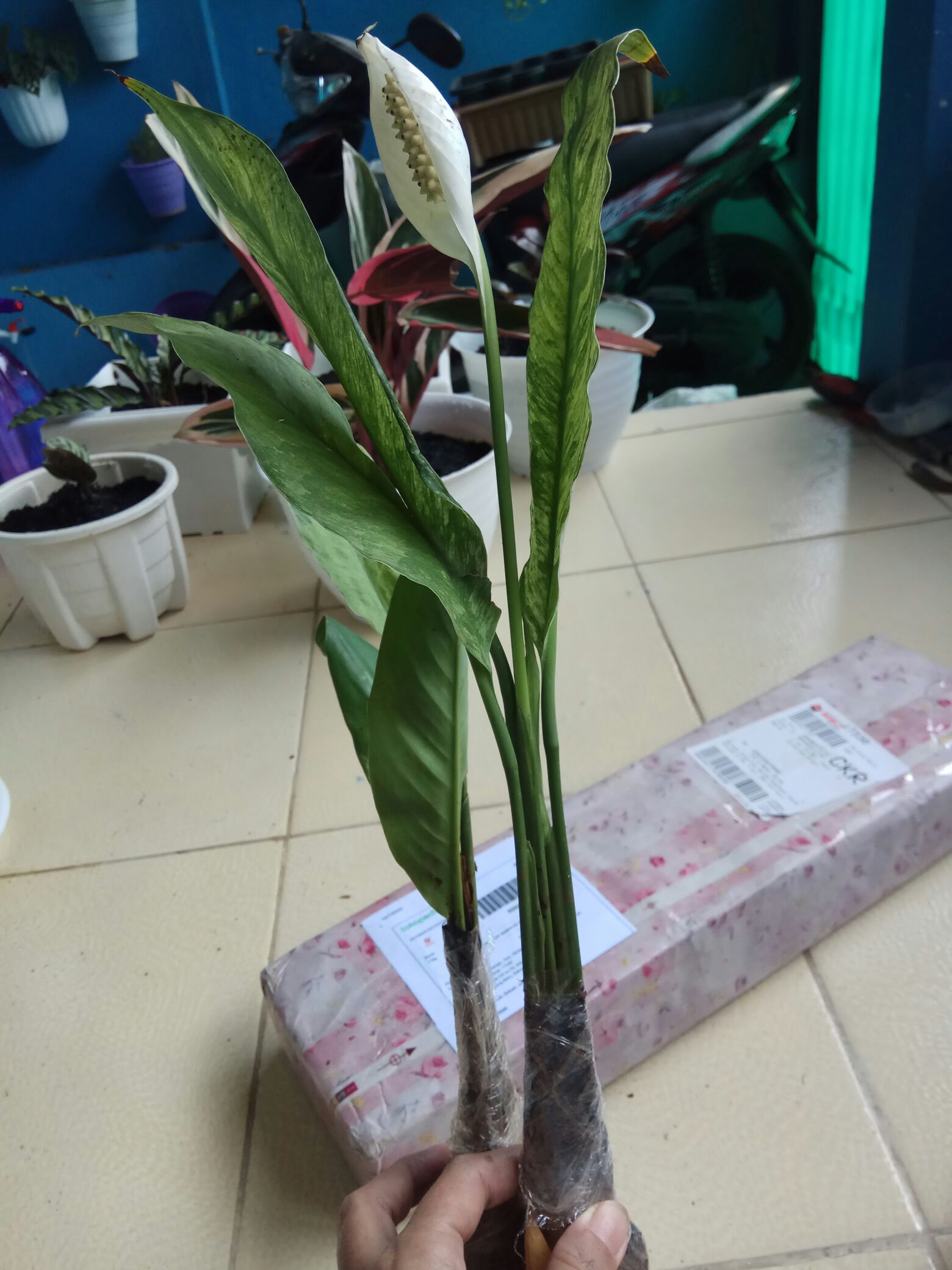 Tanaman Hias Peace Lily Putih - Pohon Sepatu Filum Varigata