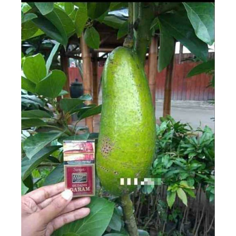 BIBIT ALPUKAT KELUD SUPER (BISA COD)