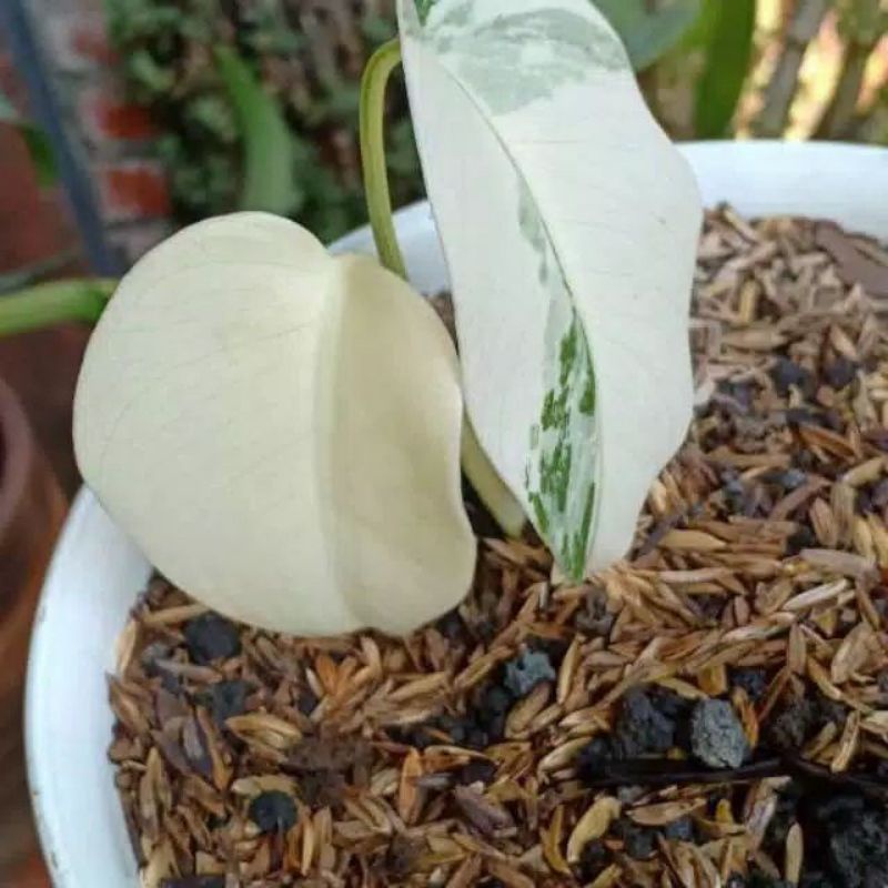 bibit bonggol monstera albino variegata real pict