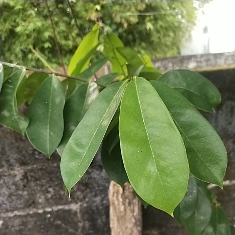

Daun Sirsat /Daun Nangka Belanda