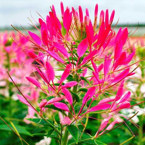 Benih Bibit Biji - Bunga Cleome Spider Plant Bunga Laba - laba Flower Seeds - IMPORT