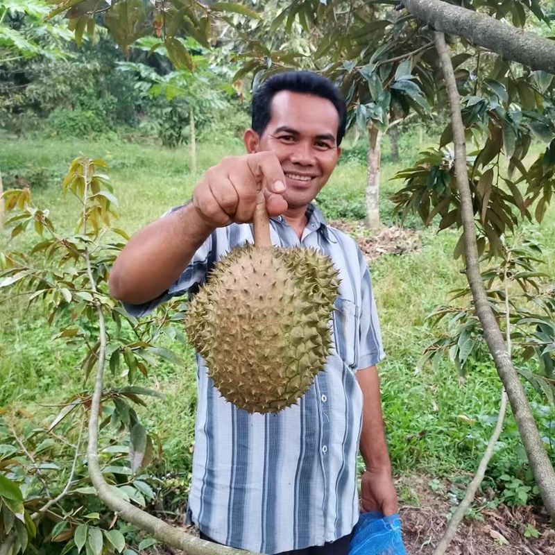 Bibit durian bawor kaki 3