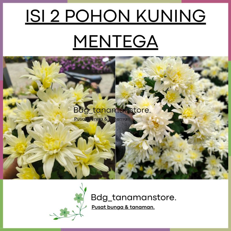 ISI 2 POHON TANAMAN BUNGA KRISAN SERUNI ASTER KUNING MENTEGA/LEMON KUALITAS SUPER