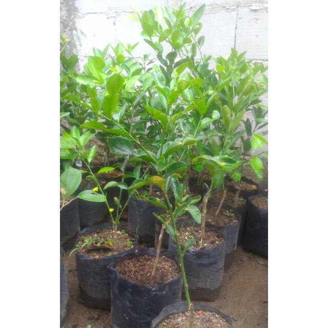Jual Pohon jeruk purut mudah berbuah | Shopee Indonesia