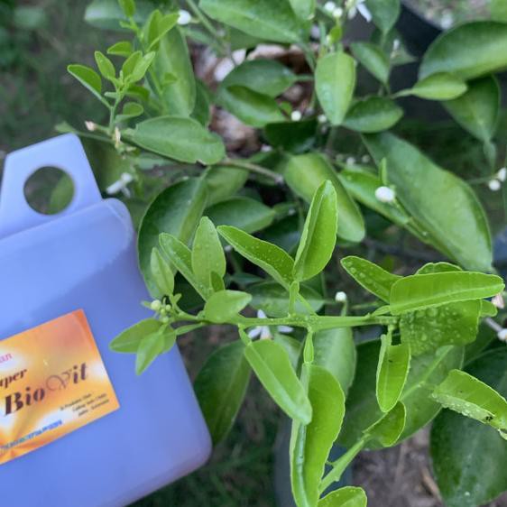 ♣ Chitosan puouk organik / pupuk organik cair/ chitosan biovit ♪