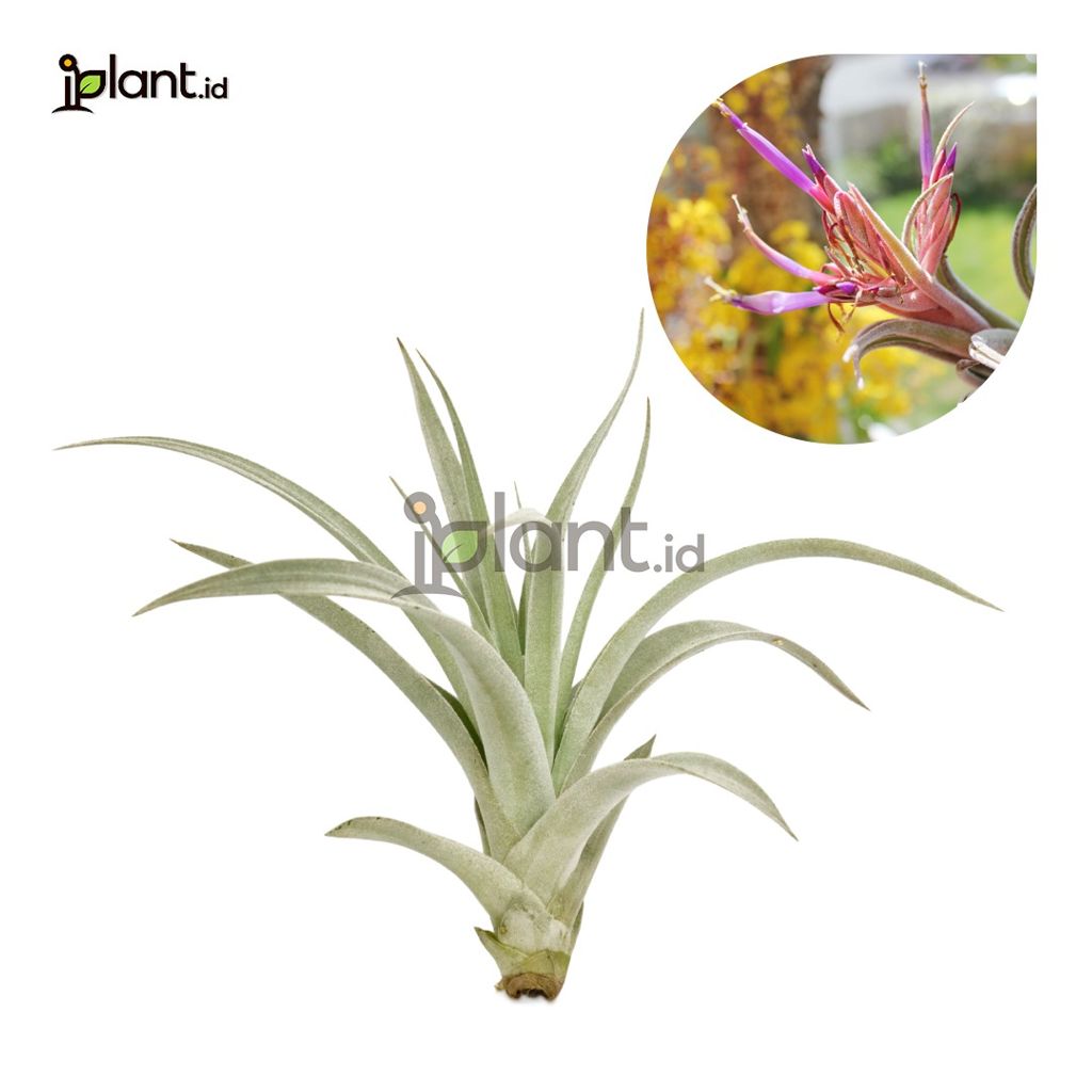 Tillandsia Harrisii