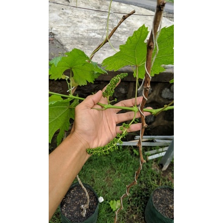 Paket Cutting Anggur Import