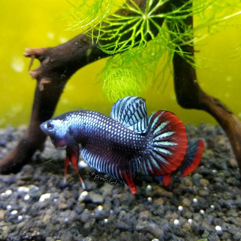 Wild Betta Imbellis Hybrid Grey