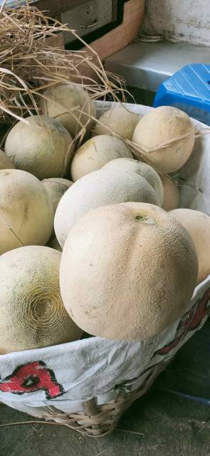 

Buah Melon Madu Segar 1 Butir