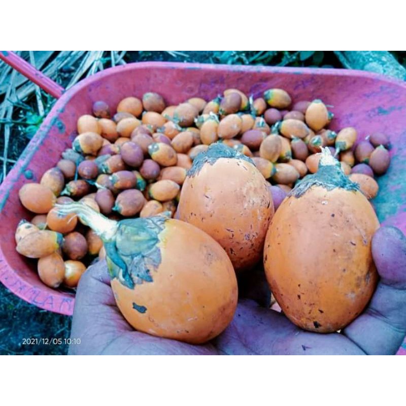 BUAH TUA PINANG BETARA 500 BIJI