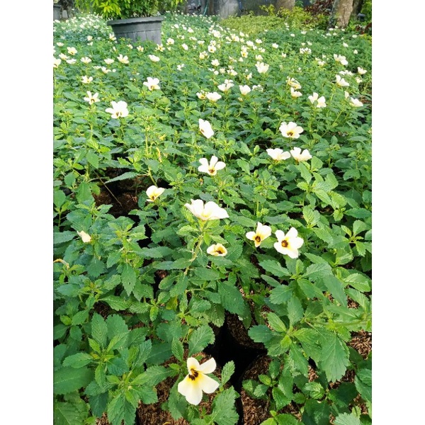 BUNGA YOLANDA / Grosir Yolanda / Tanaman Hias Yolanda / Bibit Bunga