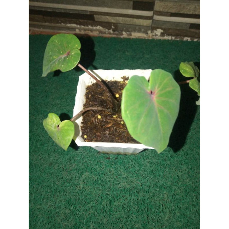 Caladium anoman obong