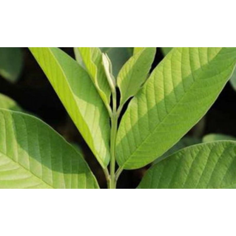 

daun jambu biji segar