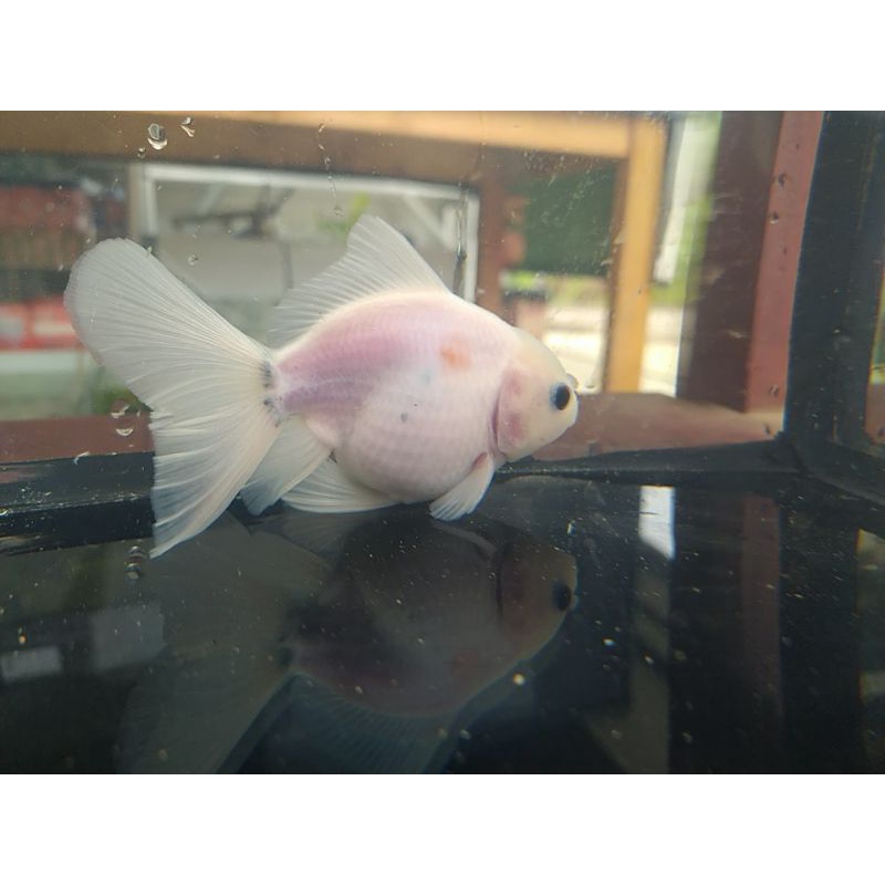 Oranda RW Short Body